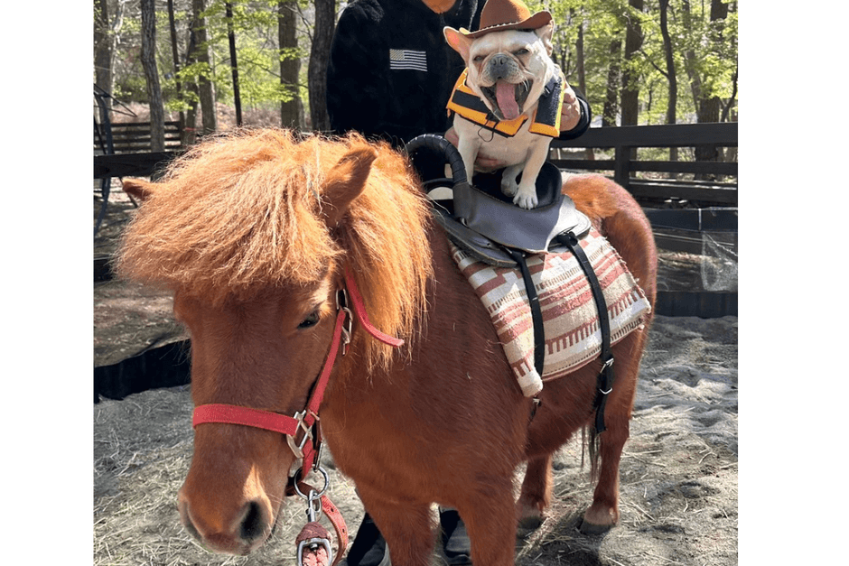 わんちゃんポニー乗馬体験