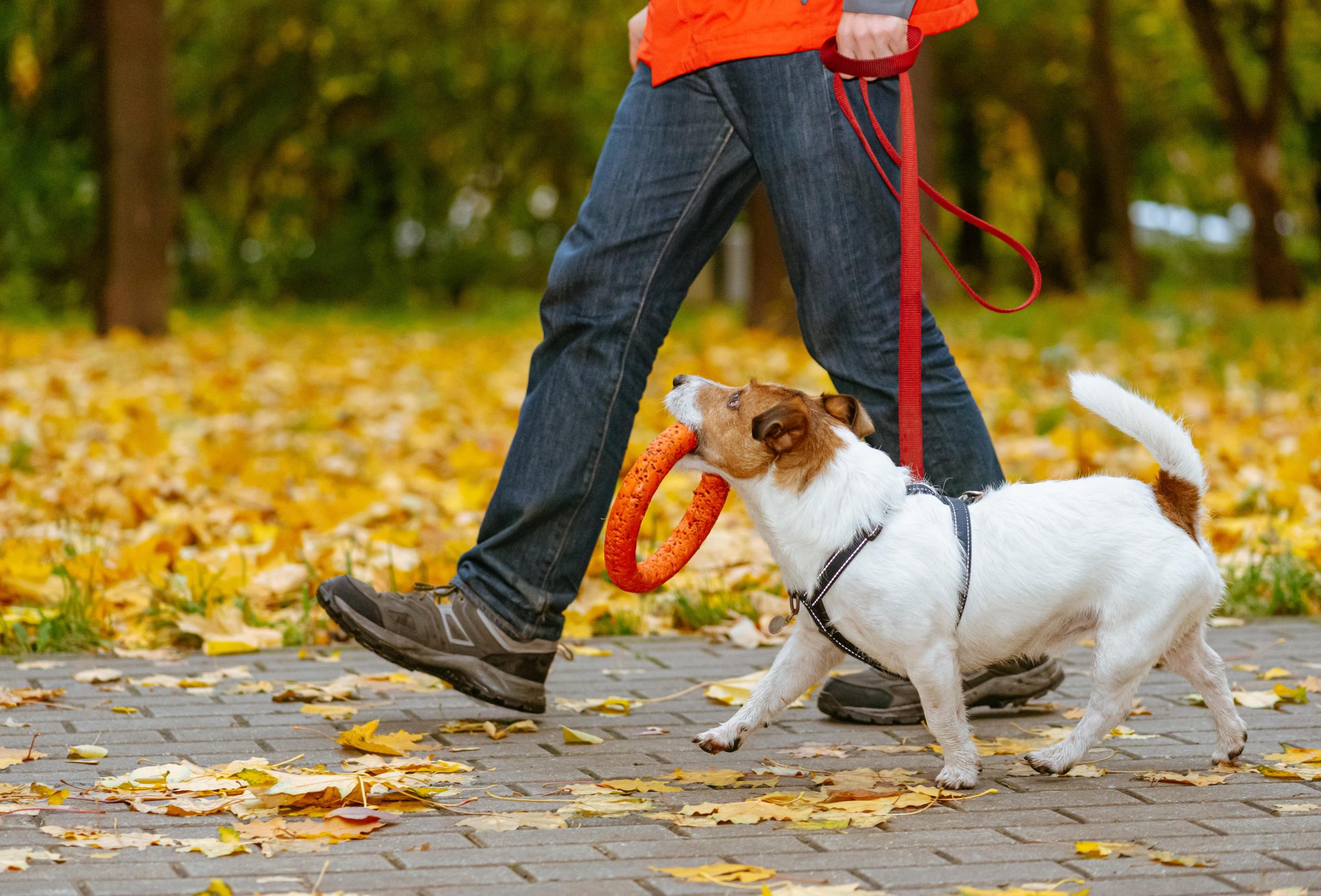 犬の散歩にはマナーがある 飼い主が知っておくべきマナーとは Newscast