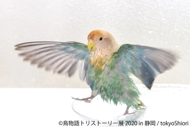 野鳥やインコ、幻の鳥の“躍動感＆ナチュラル”な瞬間をとらえた 「鳥物語トリストーリー展 2020」が静岡パルコで開催！
