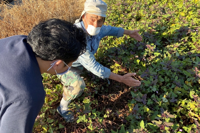 紅芋農家の山内武光様の畑。生産者からの想いを伺います。