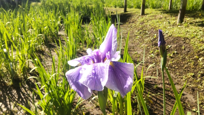 5月24日撮影