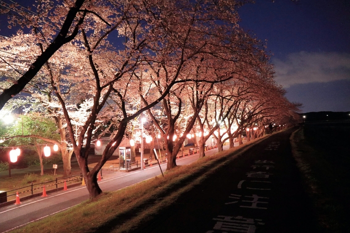 提灯の灯りに照らされる夜桜