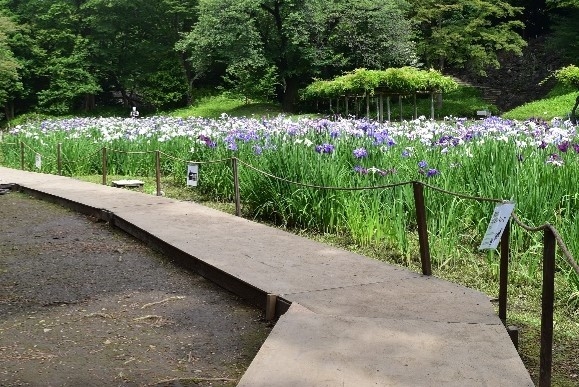 昨年の「花菖蒲の小道」の様子