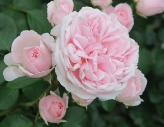 昨年１位となった「シンデレラ」