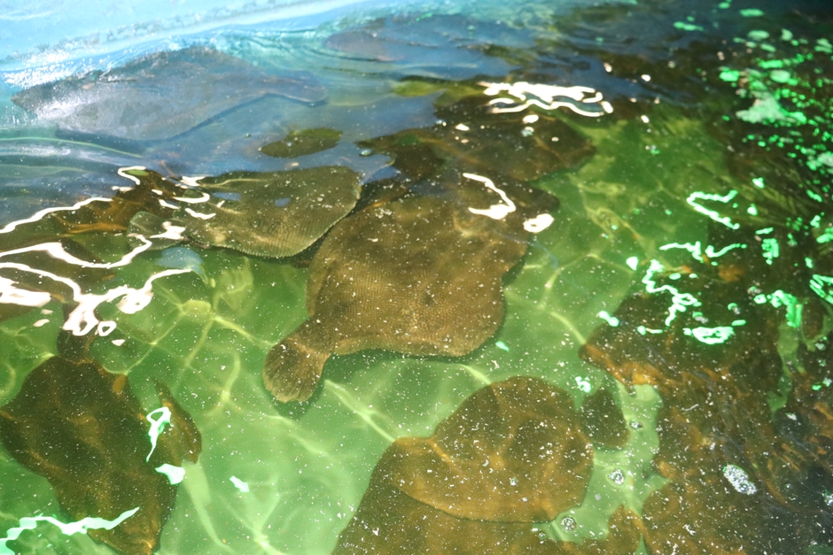 水槽の中を元気に泳ぎ回るマツカワ