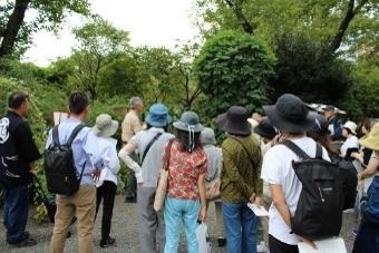 野草ウォッチング(昨年の様子)