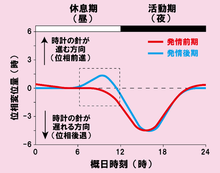 図2性周期による位相反応曲線の違い