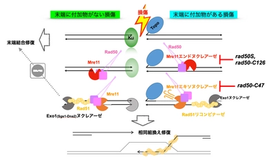 「Mre11」という酵素の2つの活性によるDNAの修復機構を解明　細胞のがん化を防ぐ根幹の仕組みの理解にも繋がる研究成果