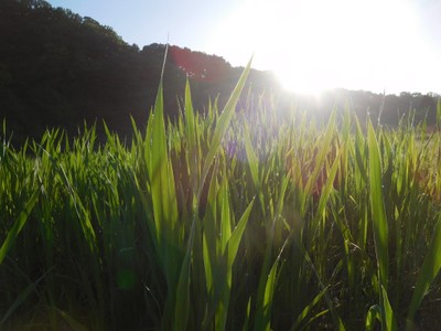まこも