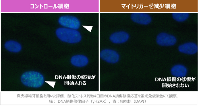 図2　マイトリガーゼの減少によるDNA損傷修復応答の阻害