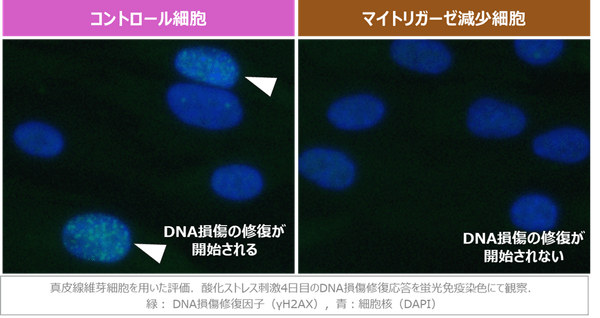 図2 マイトリガーゼの減少によるDNA損傷修復応答の阻害