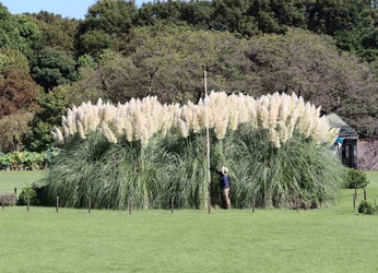 【神代植物公園】巨大なパンパスグラスが見ごろを迎えたことをお知らせします