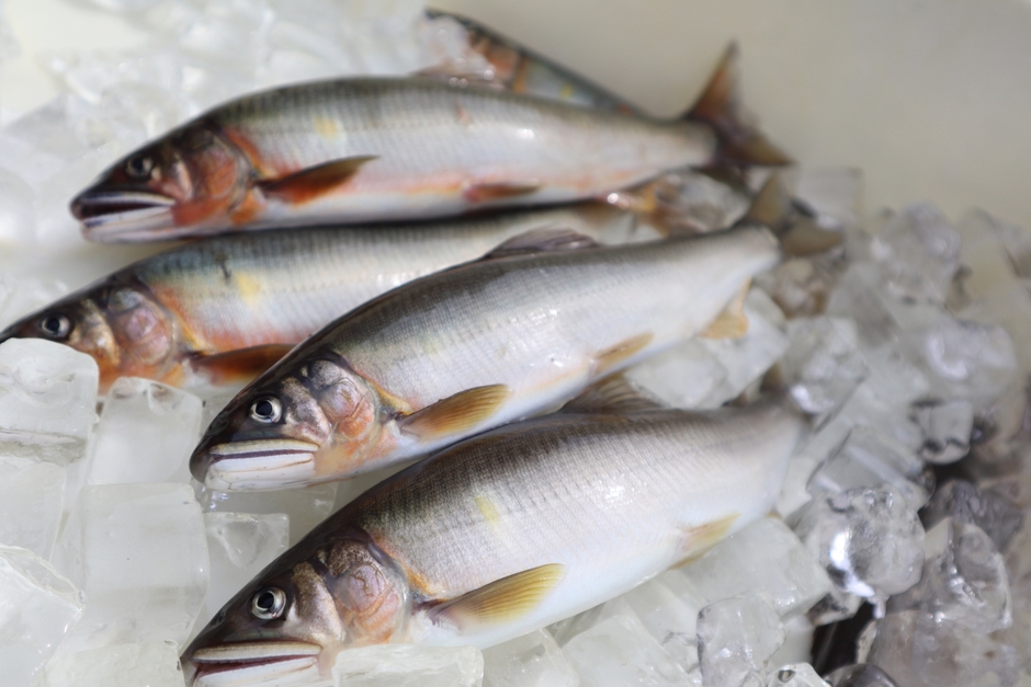 きれいな郡上鮎