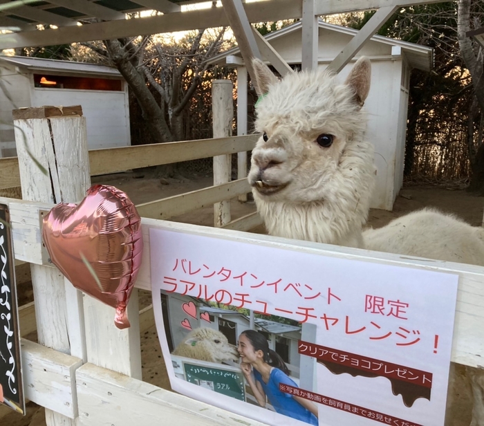 ▲のじま動物園のアイドルのラアルくん