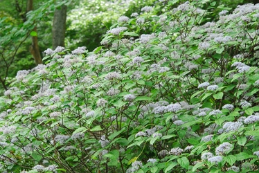 六甲高山植物園 梅雨を彩る優しい香り 六甲山自生 コアジサイの花が見頃です