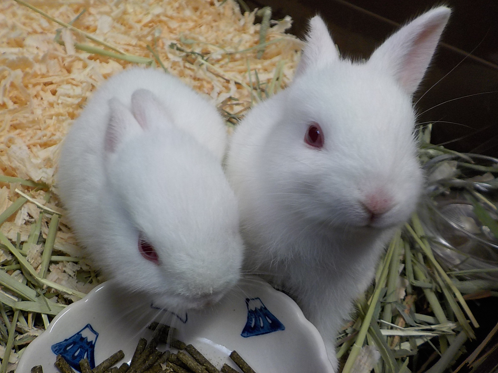 ウサギを通じて生き物の大切さを学ぶ「うさちゃん交流プロジェクト」始動　ぎふ清流里山公園、太田小学校よりウサギを譲渡