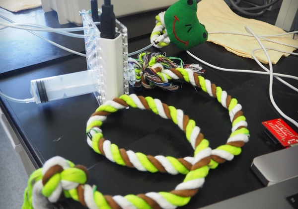 奥のカエルで「かむ力」、手前のロープで「引っ張る力」を測定します