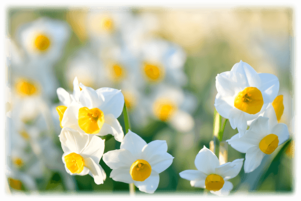 葛西臨海公園のスイセン（令和６年２月の様子）