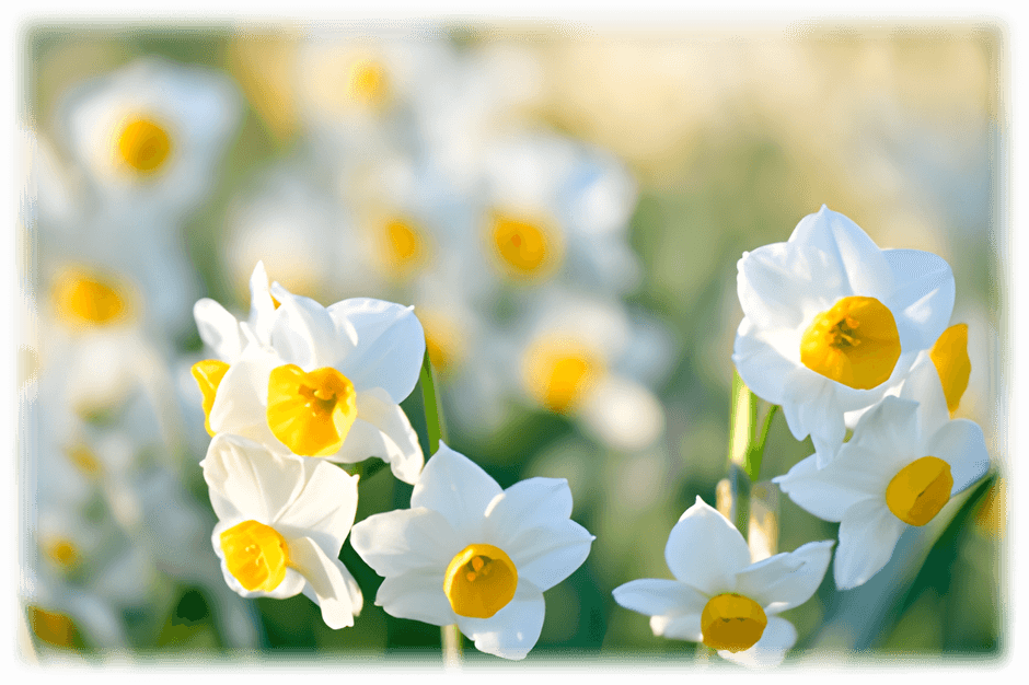 葛西臨海公園のスイセン（令和６年２月の様子）