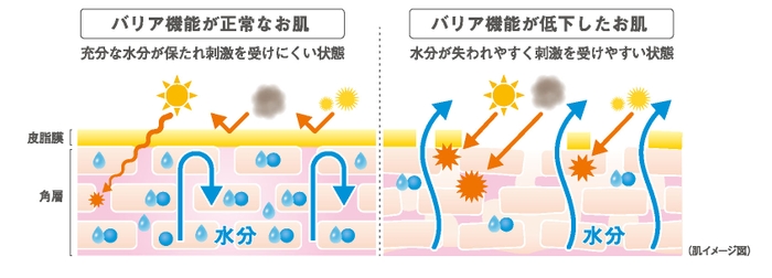 バリア機能と肌状態