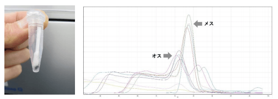 体表粘液を採取(左)、遺伝子マーカーによって雌雄を判別(右)