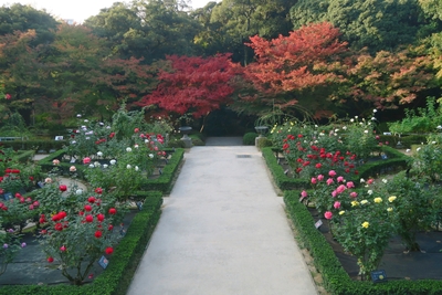 紅葉とバラ園(過年度)