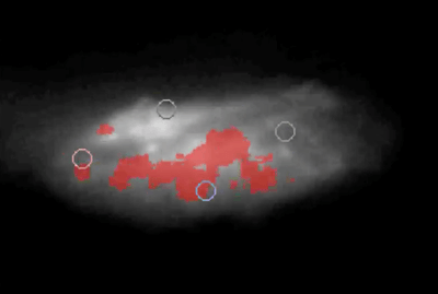 図2：ナノ粒子を吸着させたアメフラシの脳の蛍光画像。セロトニンが分泌されている部分を赤色で示している