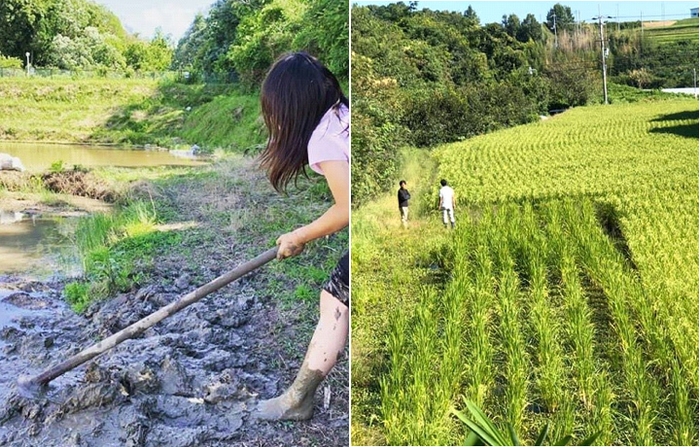 お米の栽培の様子