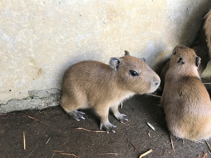 カピバラの赤ちゃん 2