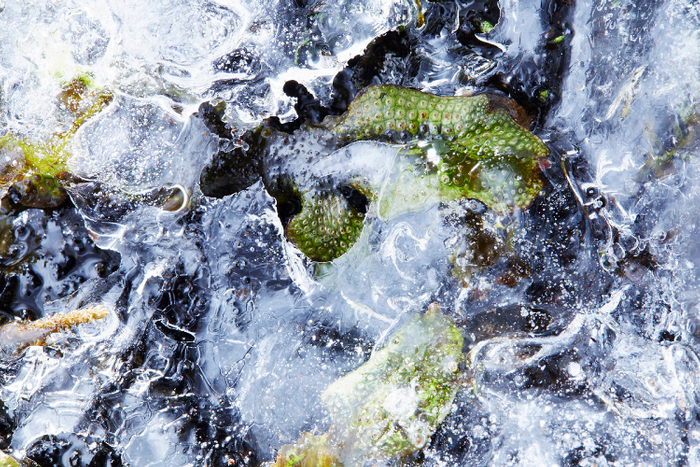 蛇の鱗のような「ジャゴケ」の苔氷