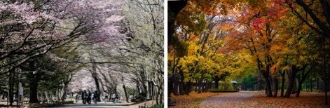 円山公園/徒歩5分(約340m)