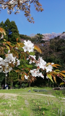 個別墓のヤマザクラの木