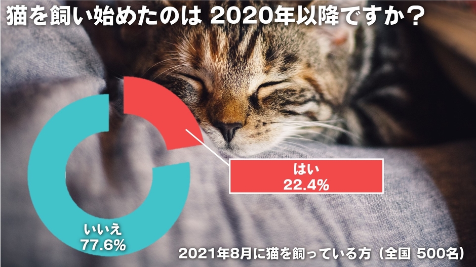 アンケート(猫を飼い始めた時期)