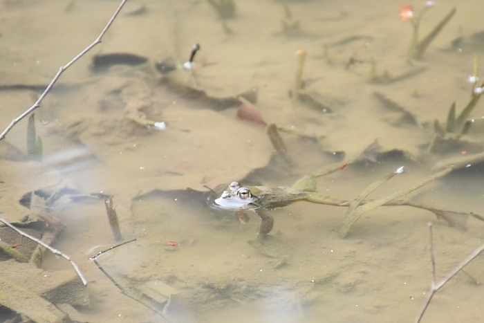 水辺で見られる生きものヤマアカガエル