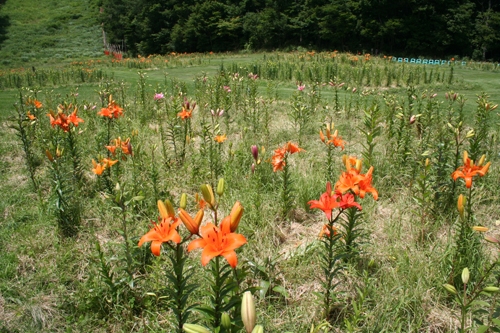 7/16現在のリリーパーク中腹の様子(早咲き種)