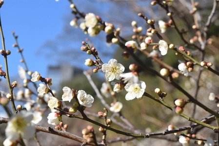 【小石川後楽園】令和7年2月1日（土）～3月2日（日）梅香る庭園へ。早春を楽しむ“梅まつり”開催！