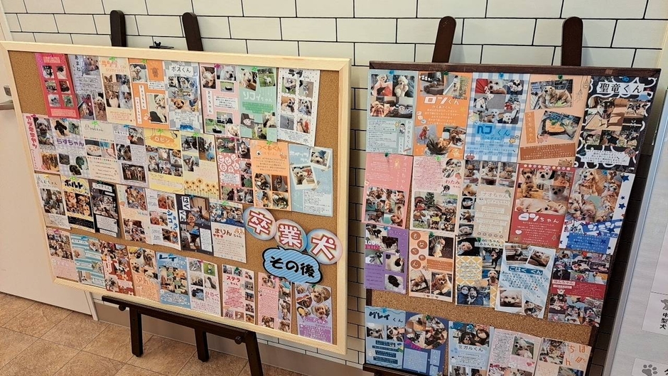 卒業犬の1か月後