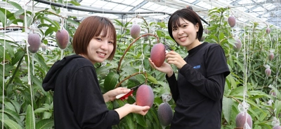 シルクのようになめらかな近大マンゴー「愛紅」　千疋屋総本店日本橋本店と伊勢丹首都圏3店舗で販売