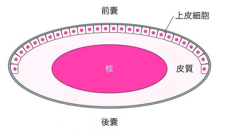 水晶体は嚢と呼ばれるふくろの中に細胞が詰まっており、中心部分を核、その周囲を皮質と呼びます。