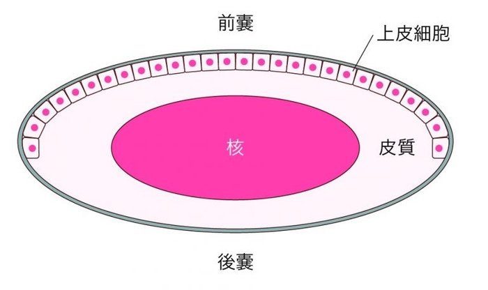 水晶体は嚢と呼ばれるふくろの中に細胞が詰まっており、中心部分を核、その周囲を皮質と呼びます。