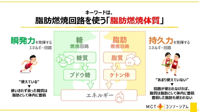 キーワードは、脂肪燃焼回路を使う「脂肪燃焼体質」