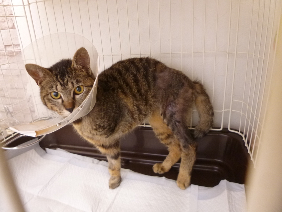 不慮のケガを負った子猫