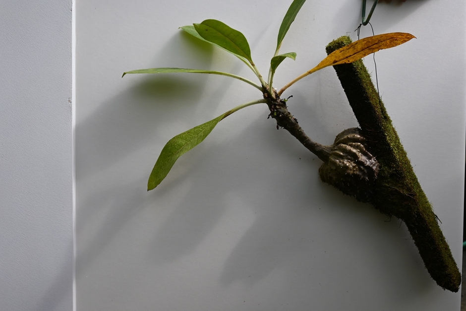 02アリ植物の一種・ミルメコディア ツベロサ