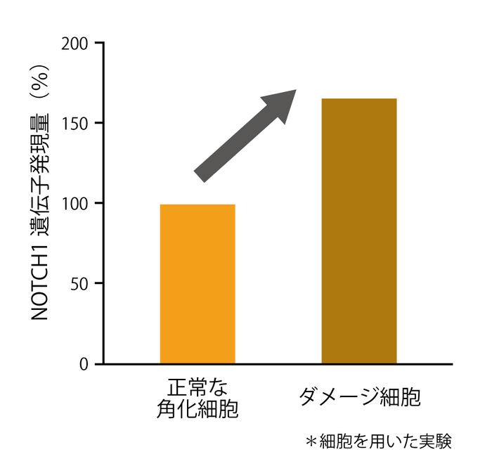 図2　ダメージ細胞のNOTCH1遺伝子発現