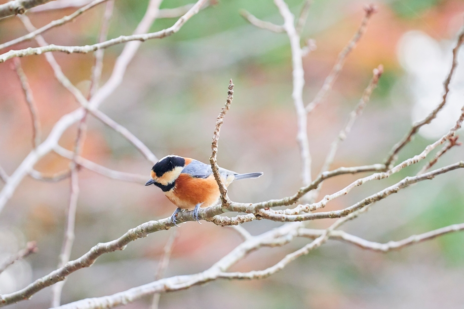 ケーブル延暦寺駅で撮影「ヤマガラ」