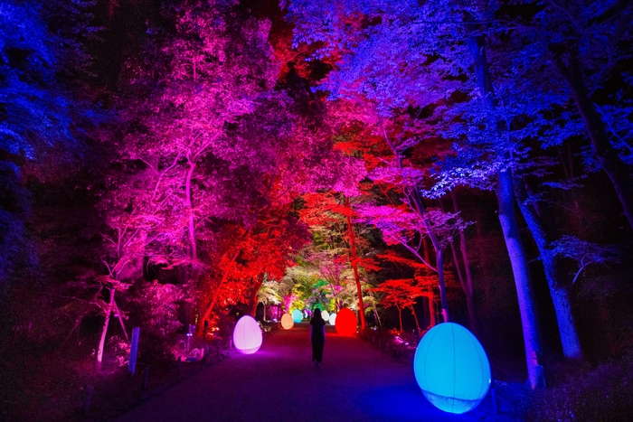 呼応する森と自立しつつも呼応する生命- 下鴨神社糺の森 / Resonating Forest and Autonomous Resonating Life - Tadasu Forest at Shimogamo Shrine 