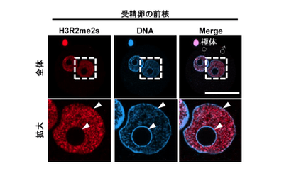 図2 受精卵の前核におけるH3R2me2sとDNAの染色像。雄性前核を拡大すると、DNAのシグナルが強いところ（ヘテロクロマチン領域）ではH3R2me2sがほとんど検出されないが、DNAのシグナルが弱いところ（ユークロマチン領域）ではH3R2me2sが認められる。♂：雄性前核、♀：雌性前核、スケールバー：50 μm