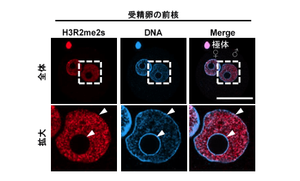 図2 受精卵の前核におけるH3R2me2sとDNAの染色像。雄性前核を拡大すると、DNAのシグナルが強いところ（ヘテロクロマチン領域）ではH3R2me2sがほとんど検出されないが、DNAのシグナルが弱いところ（ユークロマチン領域）ではH3R2me2sが認められる。♂：雄性前核、♀：雌性前核、スケールバー：50 μm