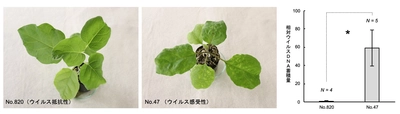 世界初！ 新しいウイルス抵抗性遺伝子をナスから特定　世界中の農作物のウイルス病被害低減に繋がる成果