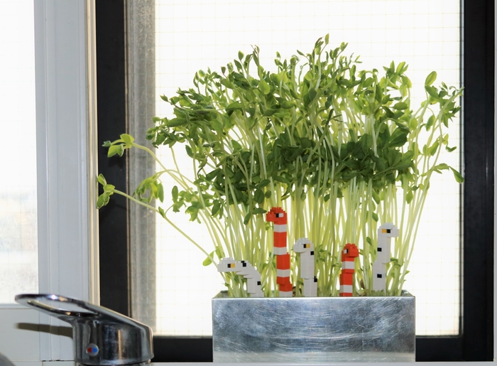 【Photo 準グランプリ】窓辺で育てておるのよ~